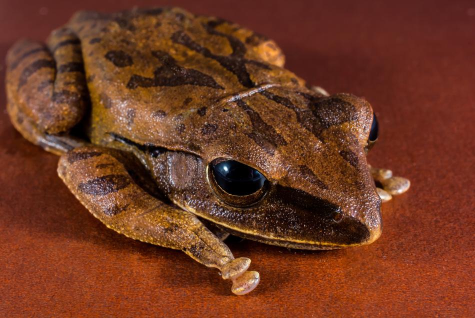 Tree Frog Anuran