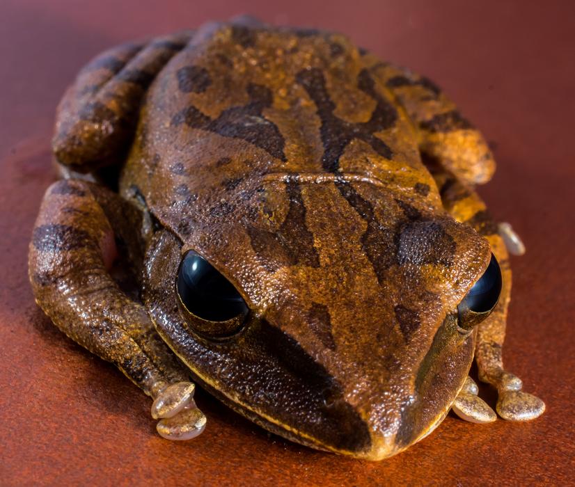 Tree Frog Anuran