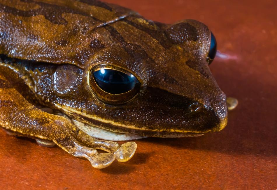 Tree Frog Anuran