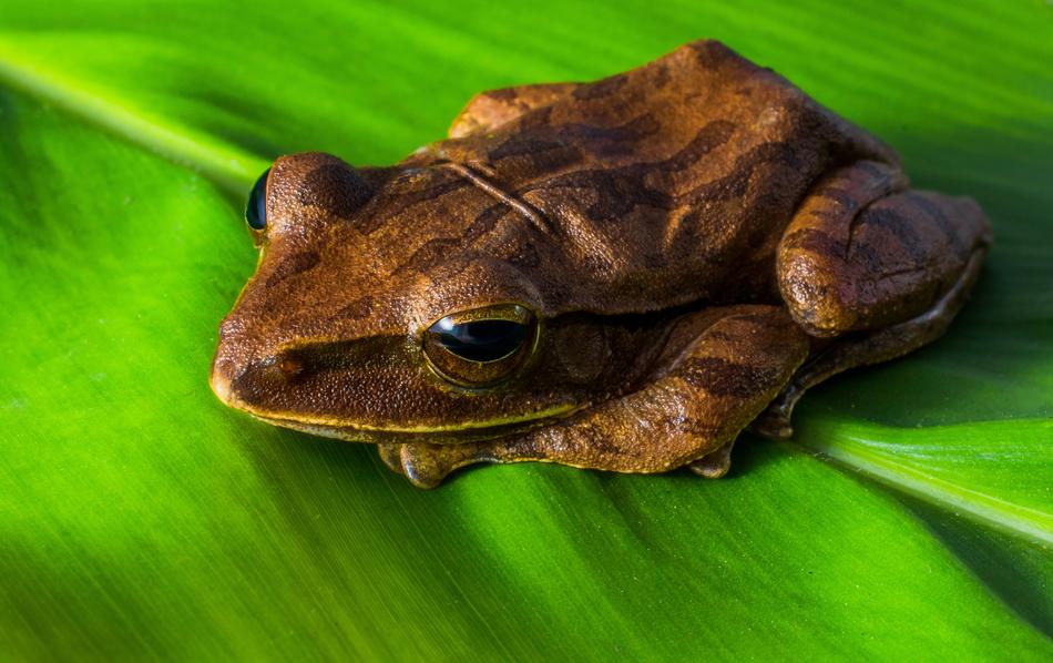 Tree Frog Anuran