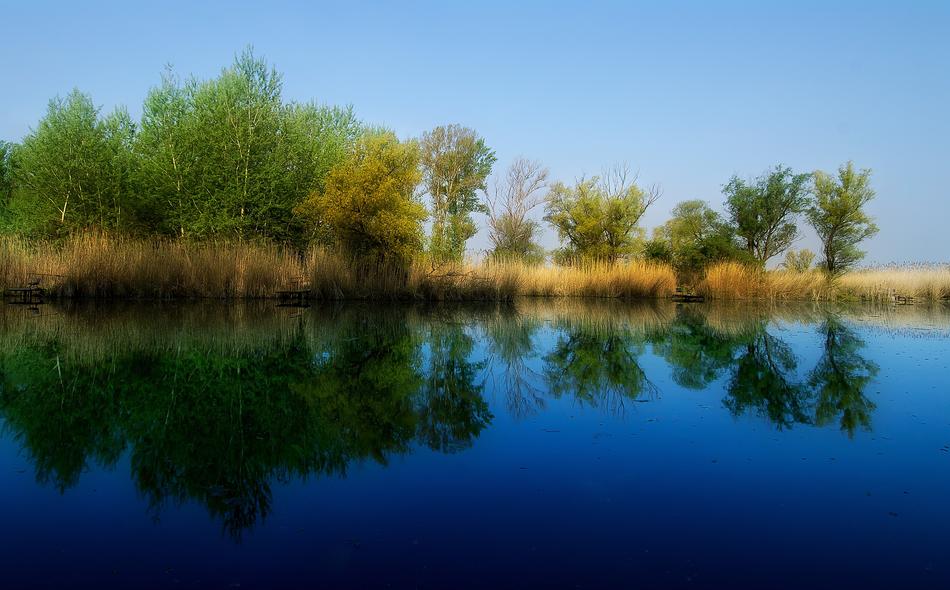 Reflection Spring Dead