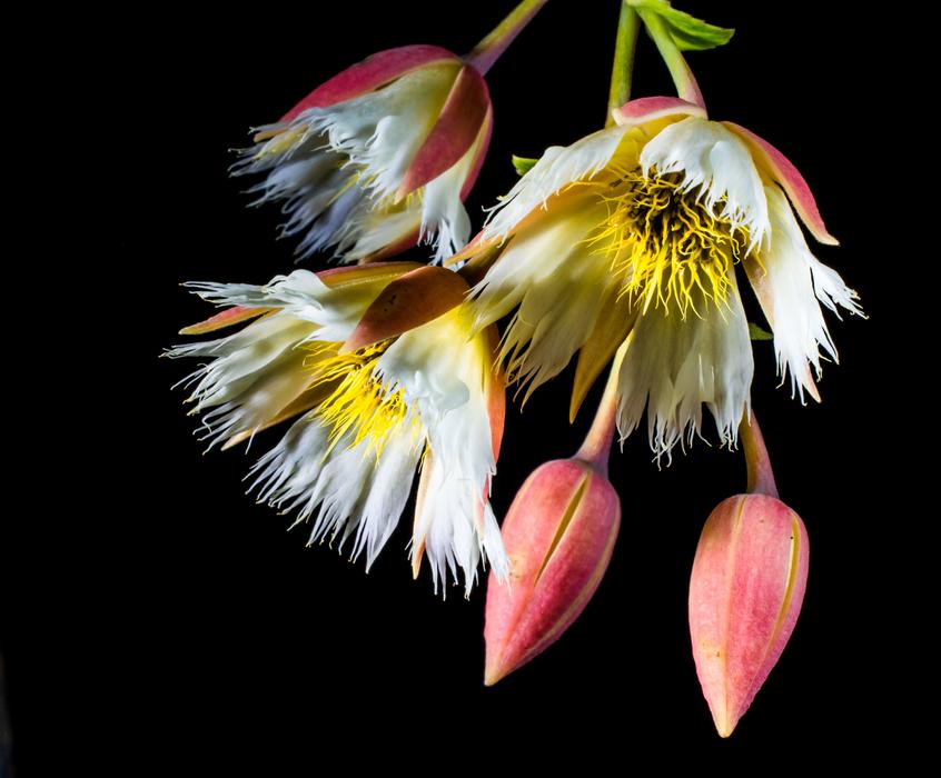 black background Bloom