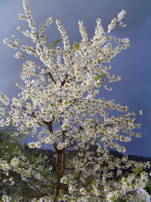 Spring Cherry Blossom