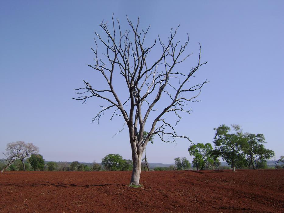 Flying Farm Wood