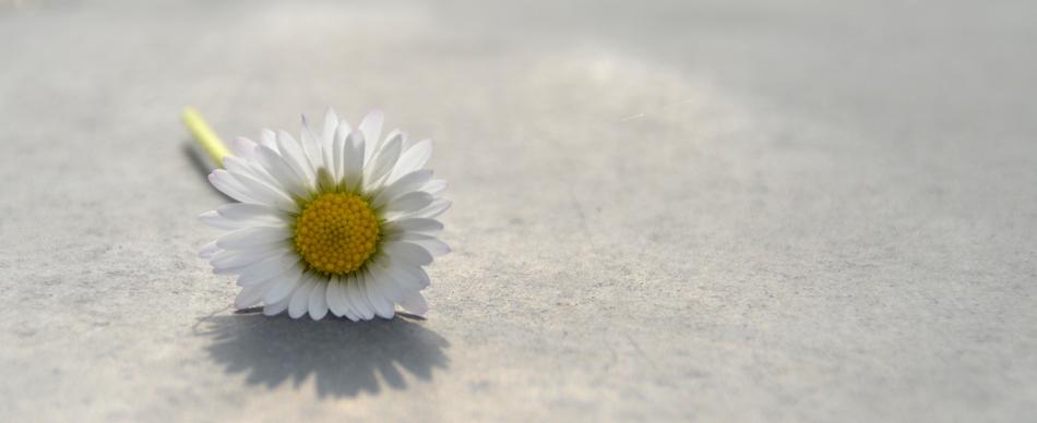 lonely white chamomile on gray background