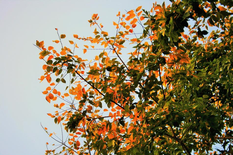 Autumn Leaves Tree