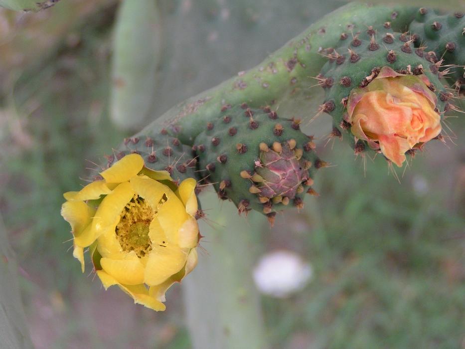 Close-up of the colorful and beautiful, blooming flowers in Tunisia, Africa