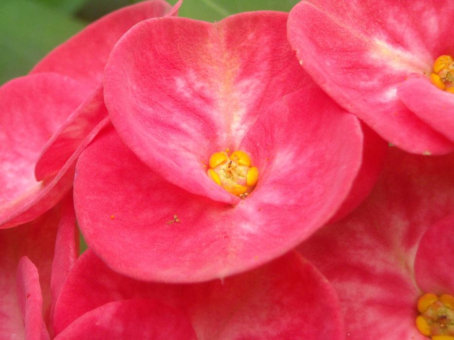 Ephorbia Flowers