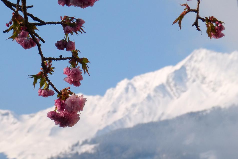 cherry blossoms at Zwölferkogel, scenic mountains, austria