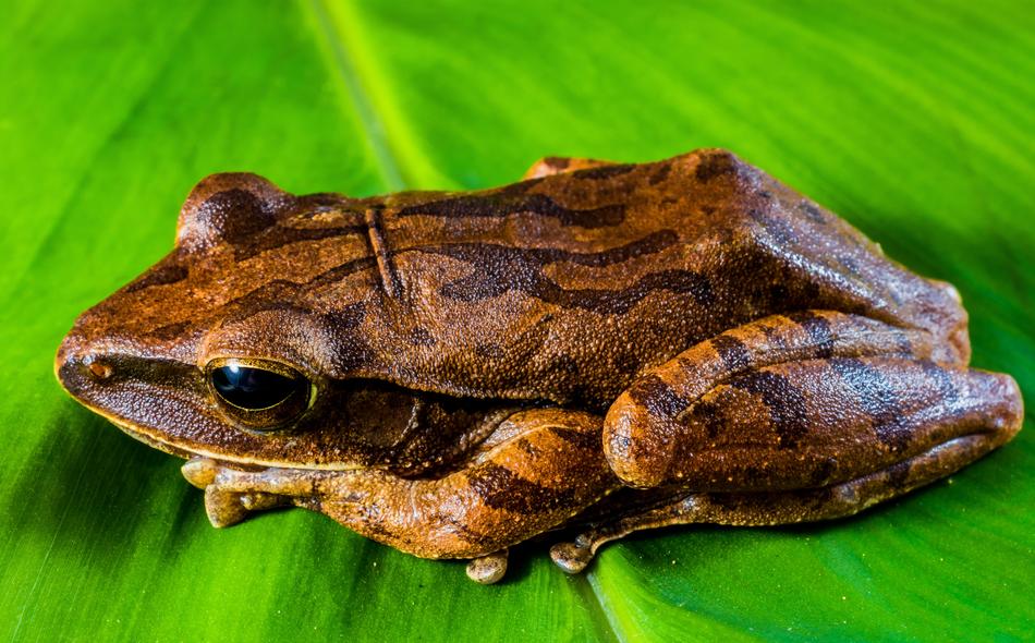 Tree Frog Anuran