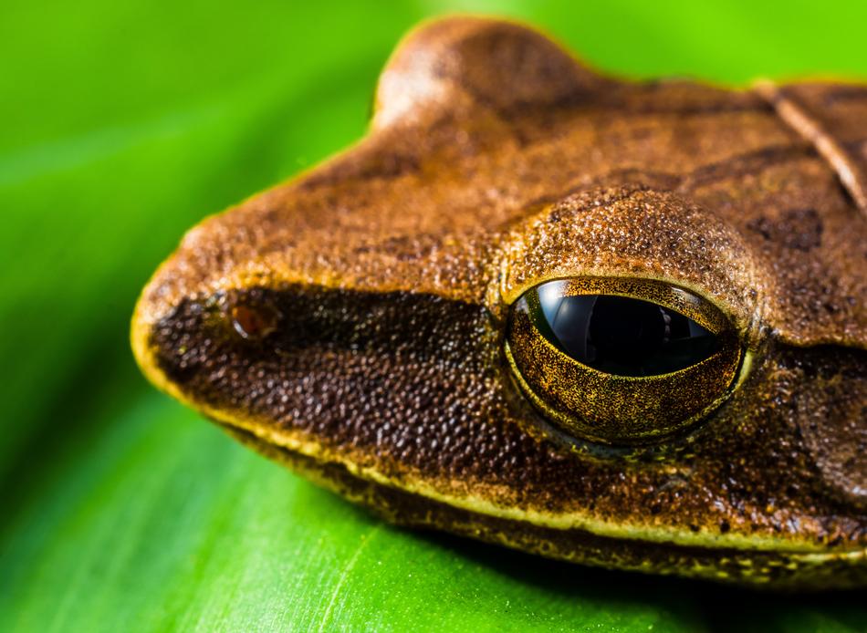 Tree Frog Anuran