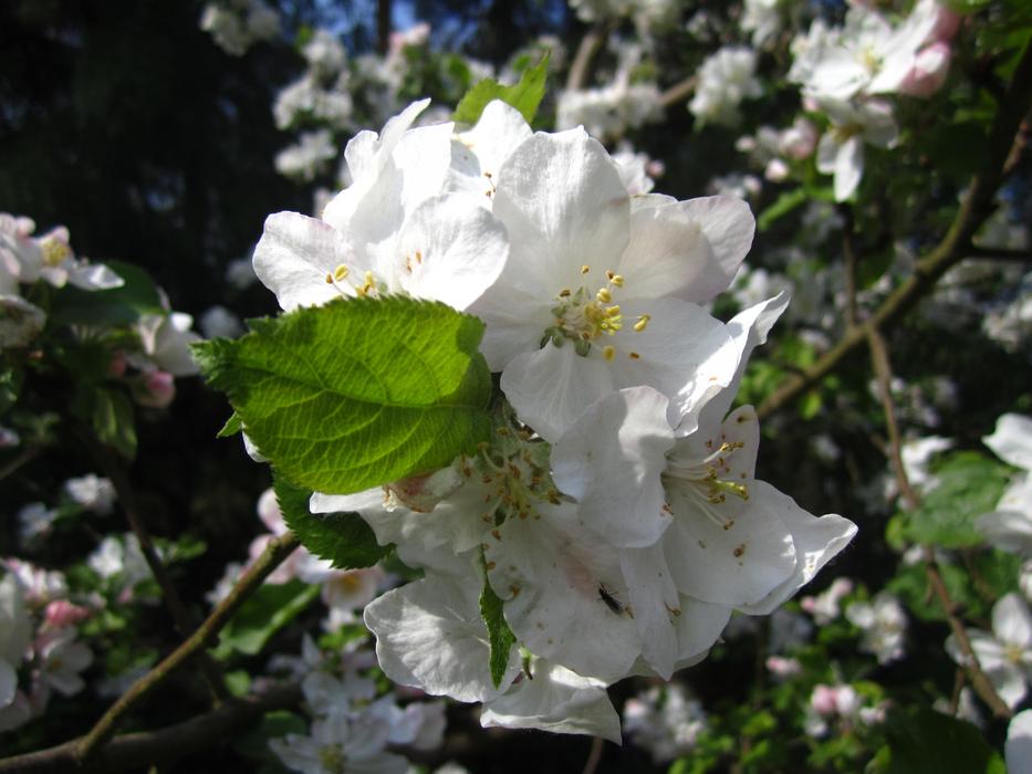 Apple Tree Flowers bloom