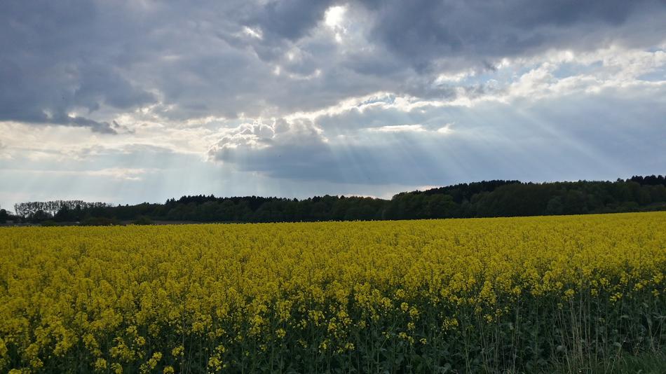 Oilseed Rape Spring Rapeseed Oil