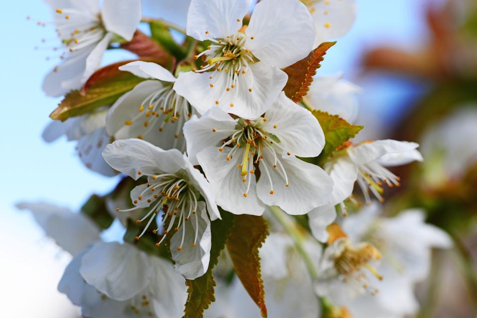 Cherry Blossom white Sweet