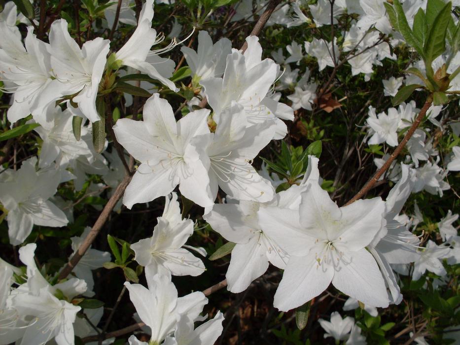 Azalea Hilarity Capper