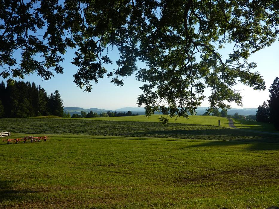 green gtass and tree