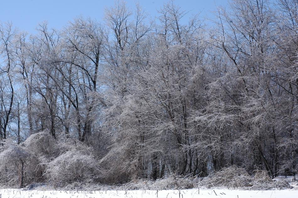Ice Storm Trees With