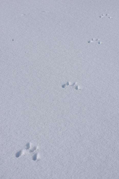 Tracks In Snow