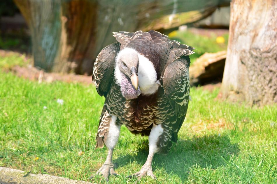 Sperber Vulture Ass Eater