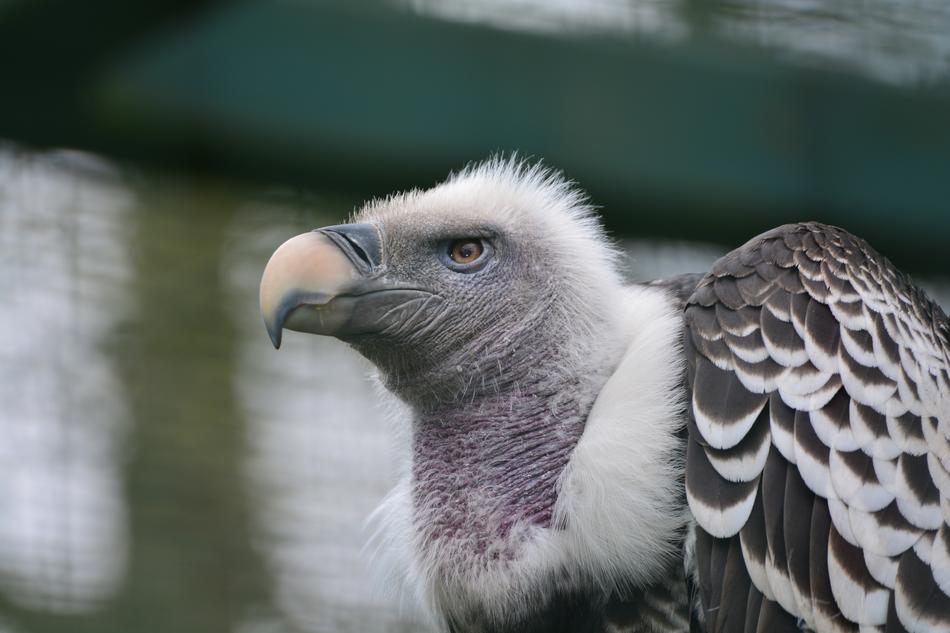 Sperber Vulture Portrait Ass Eater