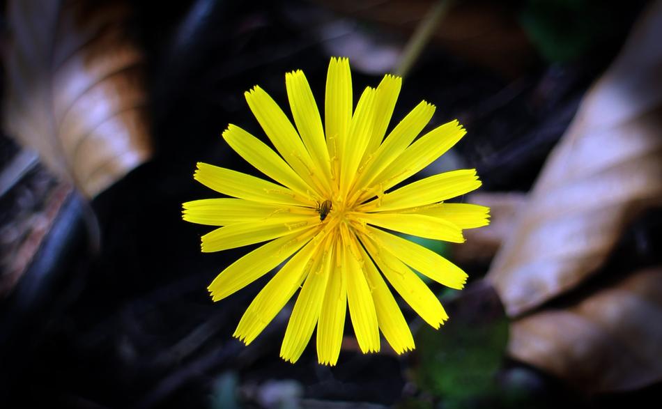 Close-up of the beautiful, yellow dandelion flower, among the colorful leaves