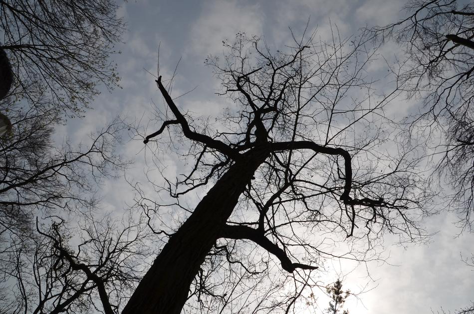 Tree Silhouette Aesthetic