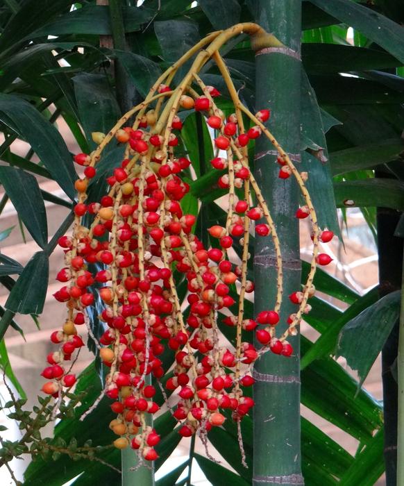 Macarthur Palm Ptychosperma