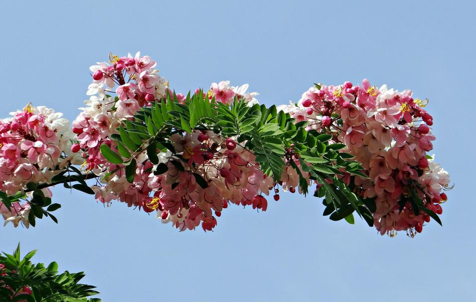 Cassia Javanica Pink