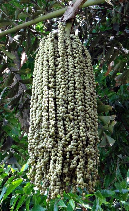 Fishtail Palm Jaggery Toddy