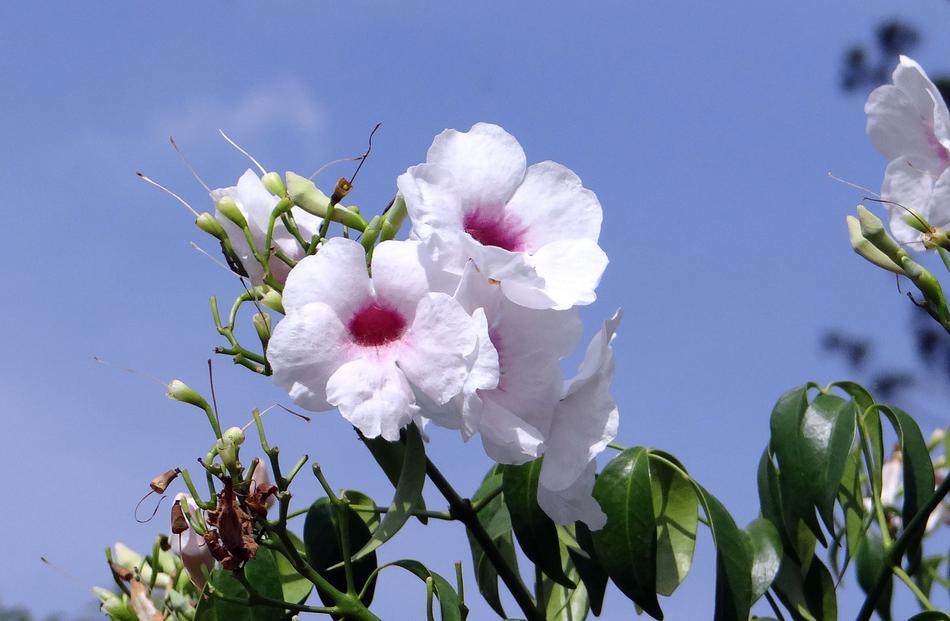 Pandorea Jasminoides close-up on a sunny day