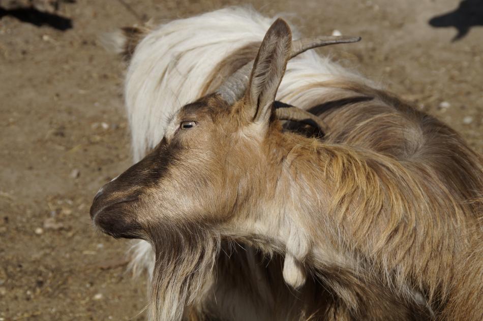 Goat Scratch Horns
