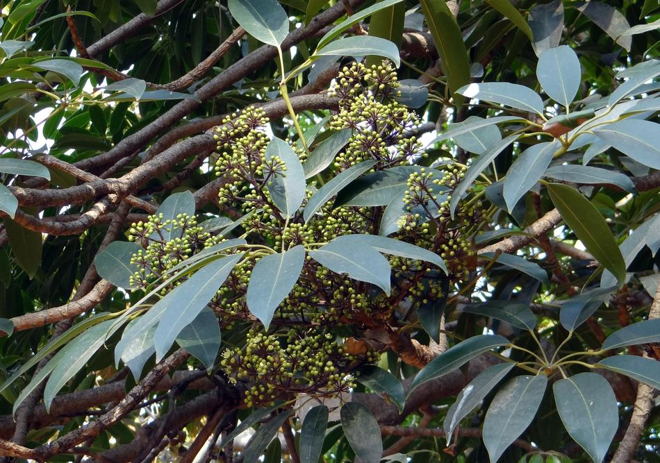 Heptapleurum Venulosum Schefflera