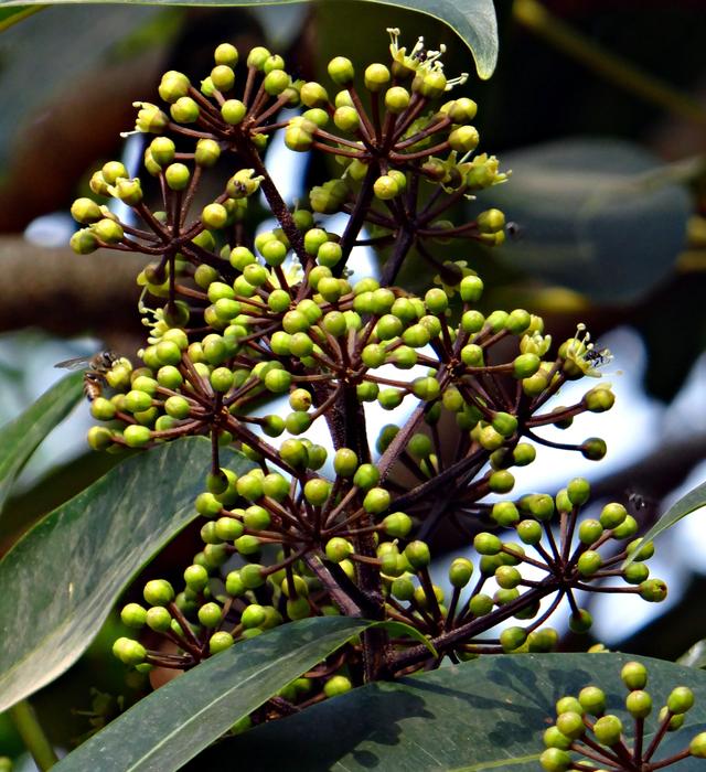 Heptapleurum Venulosum Schefflera