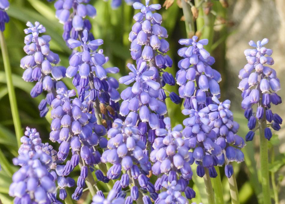 beautiful blue Blossom