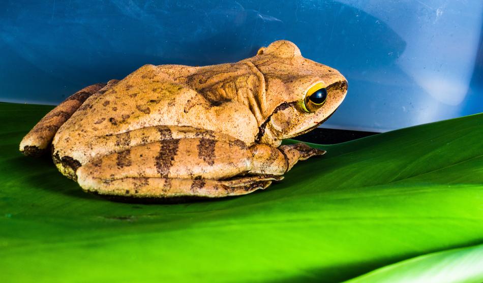 Tree Frog Anuran