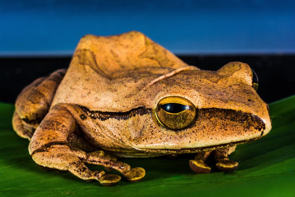 Tree Frog Anuran