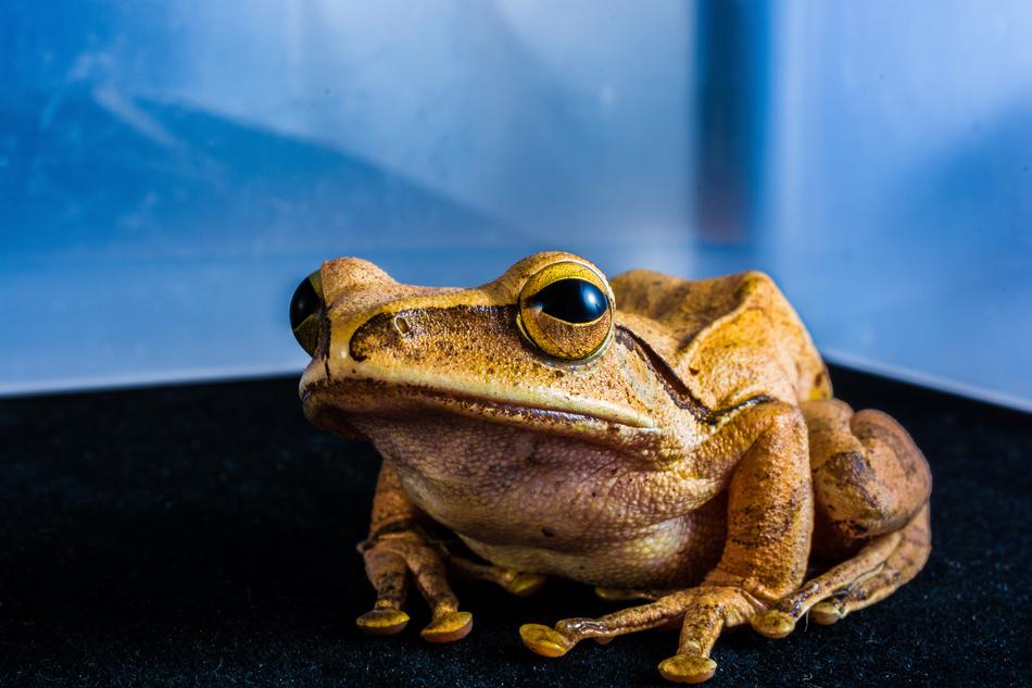 Tree Frog Anuran