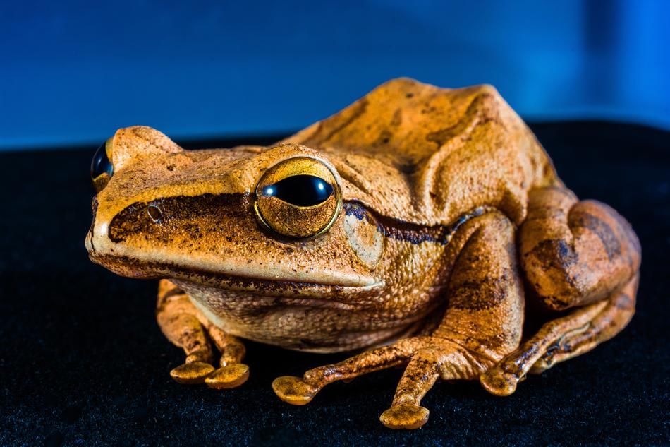 Tree Frog Anuran