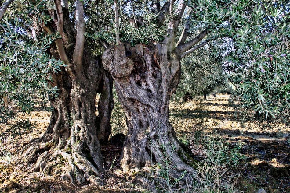 Olive Tree More The Old