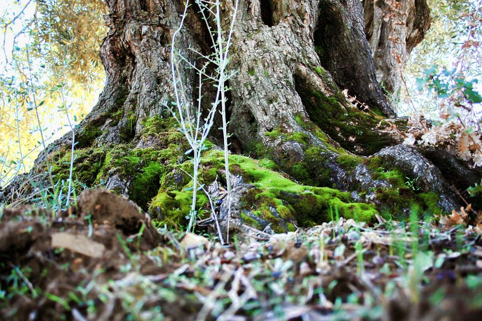 Old 500 Year Olive Tree
