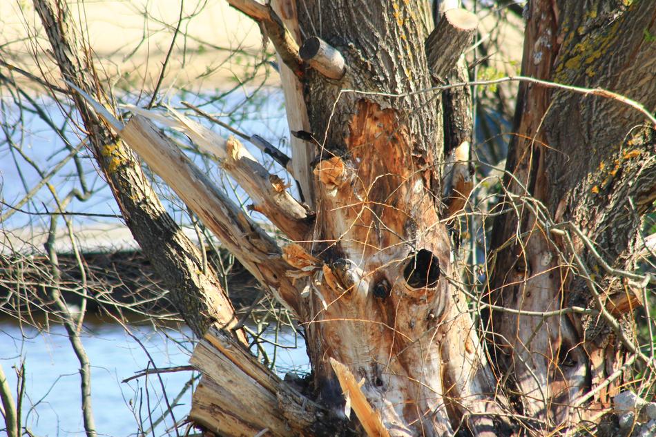 Chernobyl Tree Old