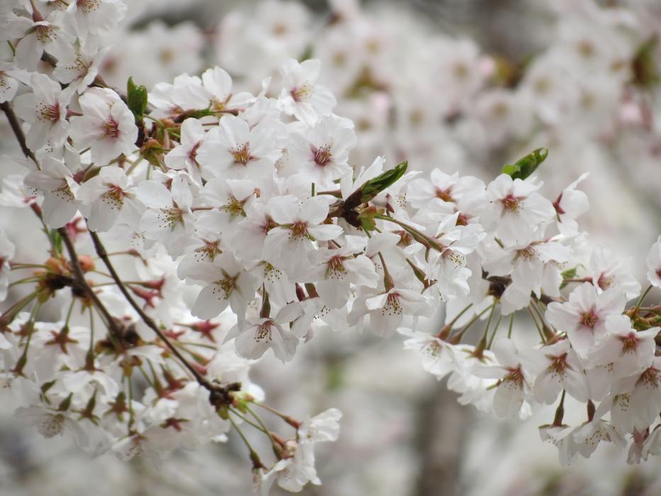 Cherry Flowers Spring