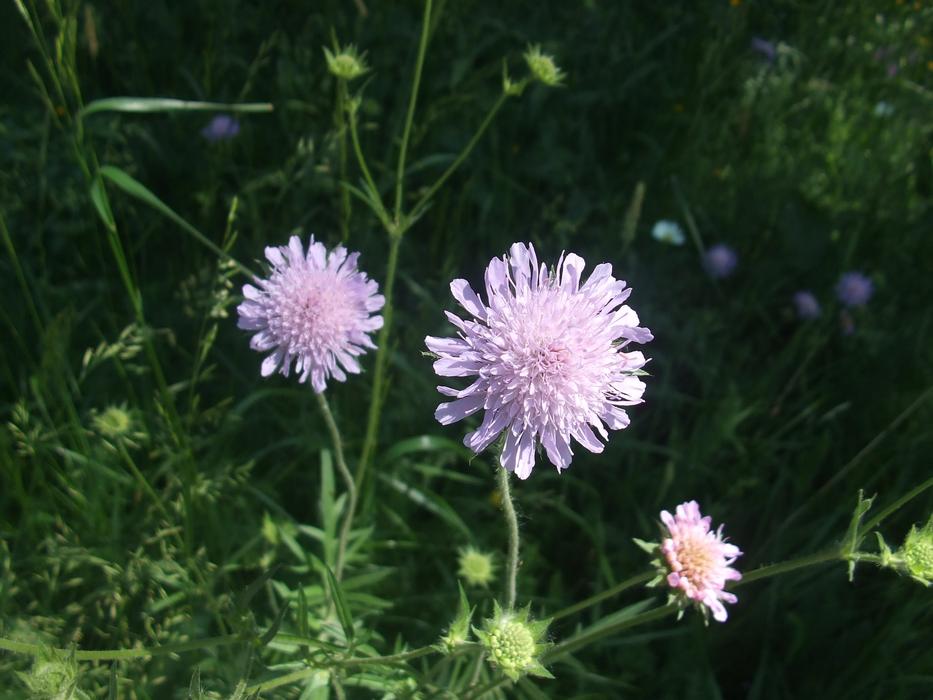 Land Wittwenblume Flower