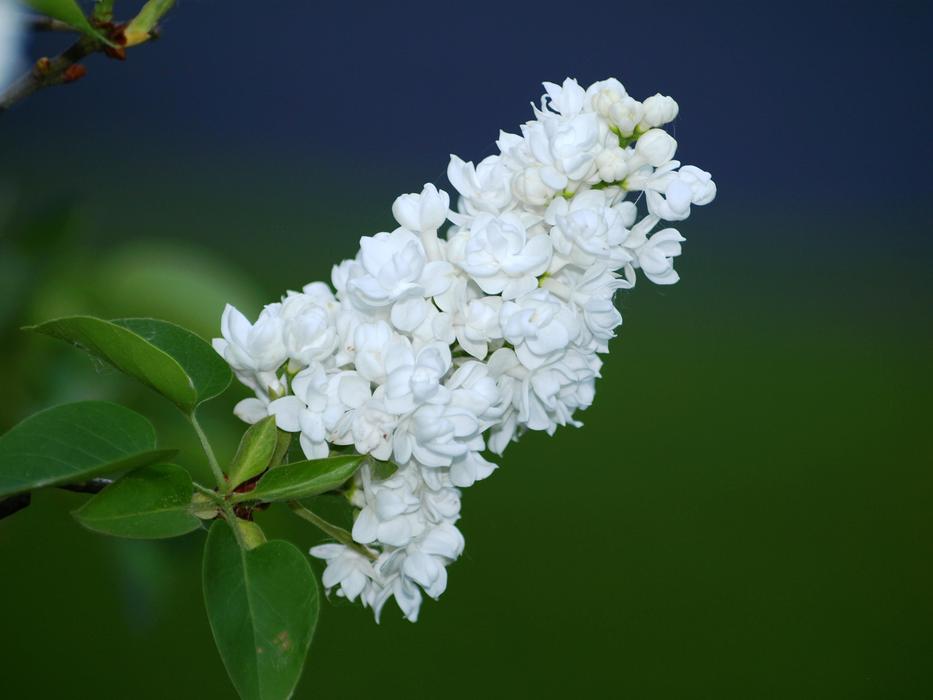 Lilac Flower White