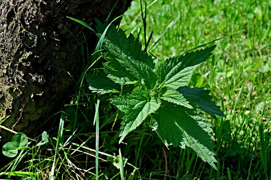 Nettle Macro Strain