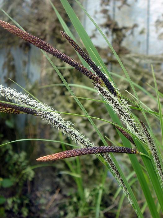 Grass Blades Of Spring