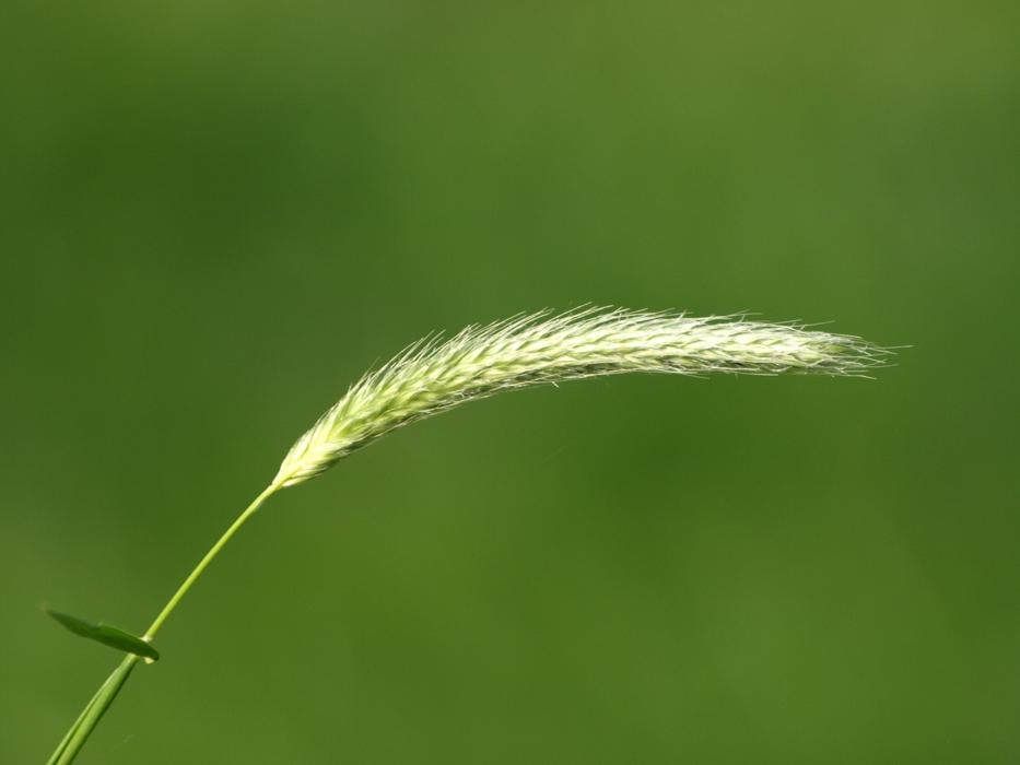 blade of grass on a dark green background