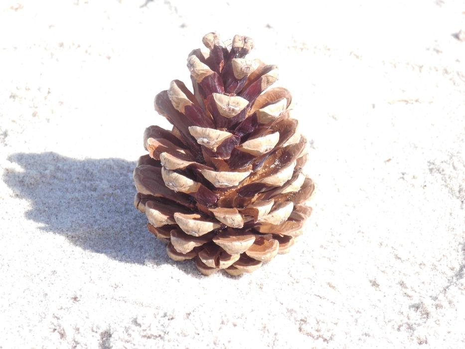 Pine Cones Kienäpfel