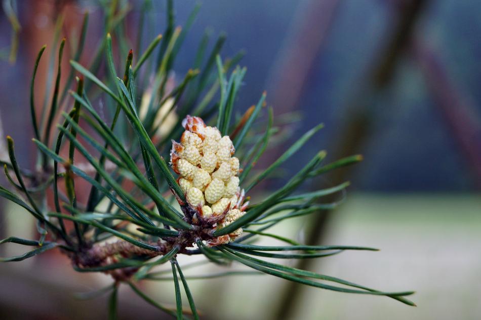 Thriving Pine Tree