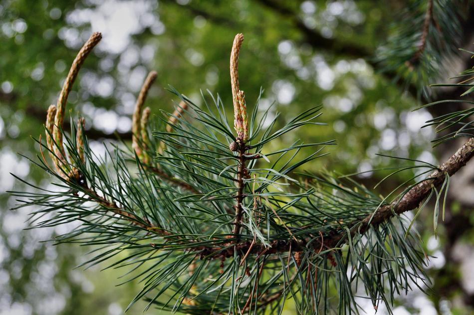 Pine Engine Foliation needles